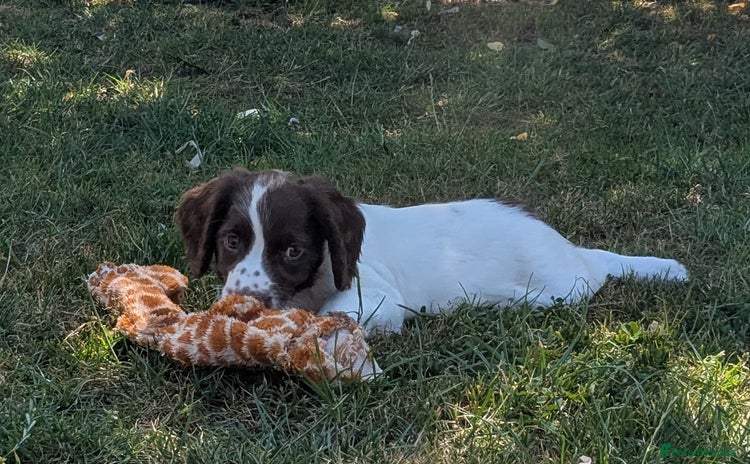 English Springer Spaniel dogs in Bristol - Advert 8
