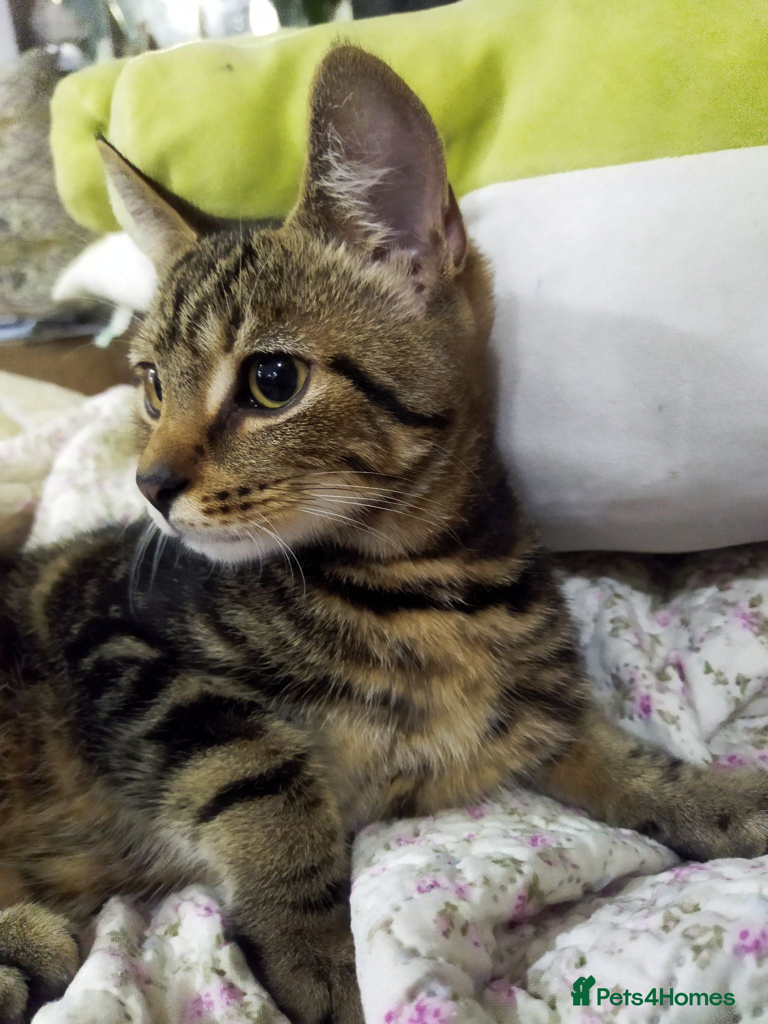 Bengal cats Beautiful kitten ready for new home 🐾🐈 - Advert 2
