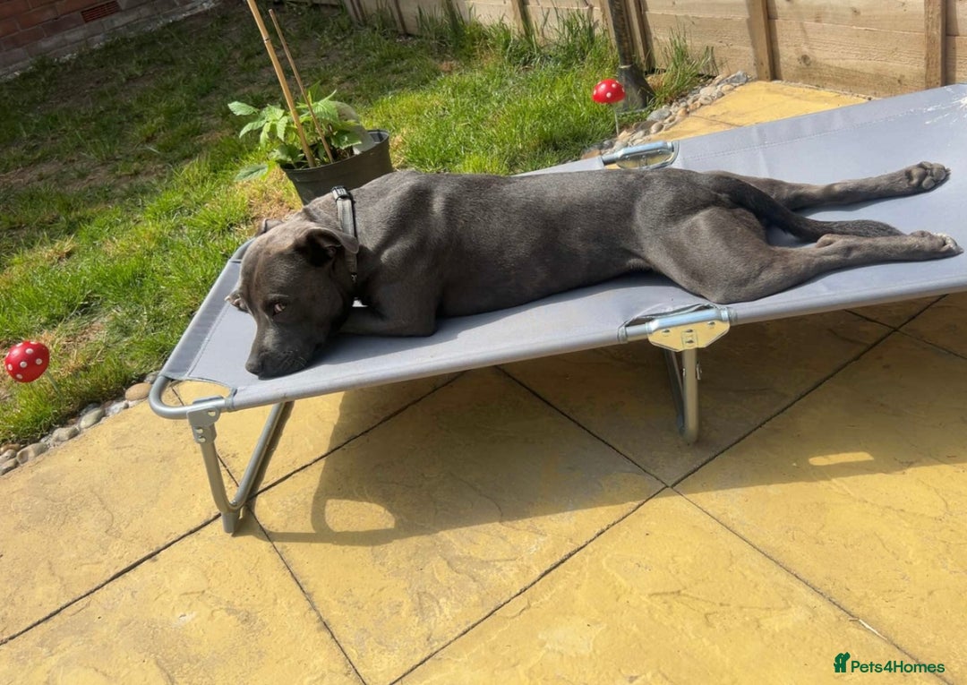 Staffordshire Bull Terrier dogs for stud: STUD pure bred blue Staffordshire bull terrier  - Image 7