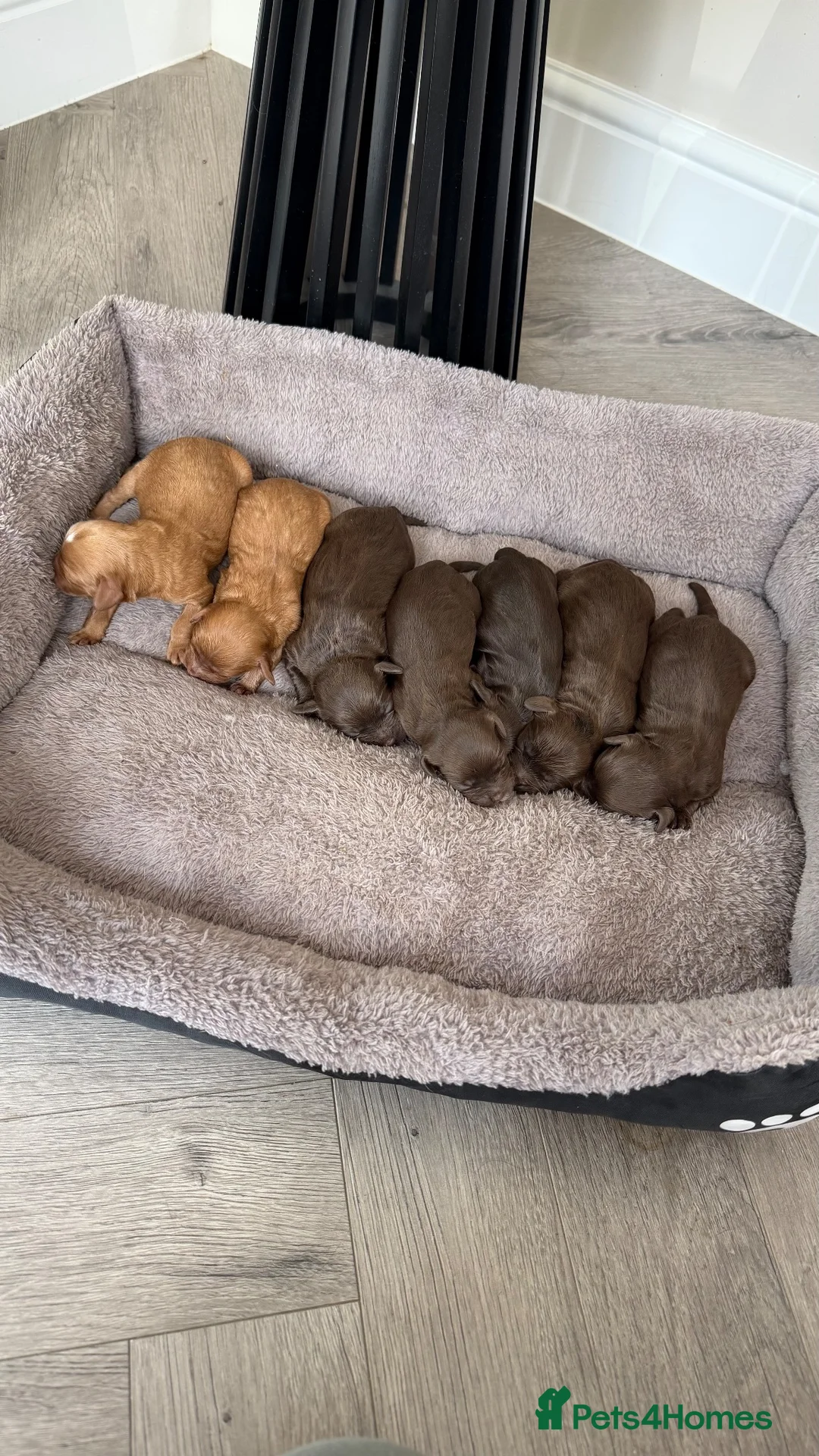 Cavapoo dogs for sale: Chocolate Cavapoos amazing quality - Advert 2