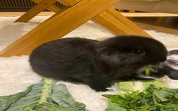 Mini Lop rabbits for sale: Two black mini lops - Image 9