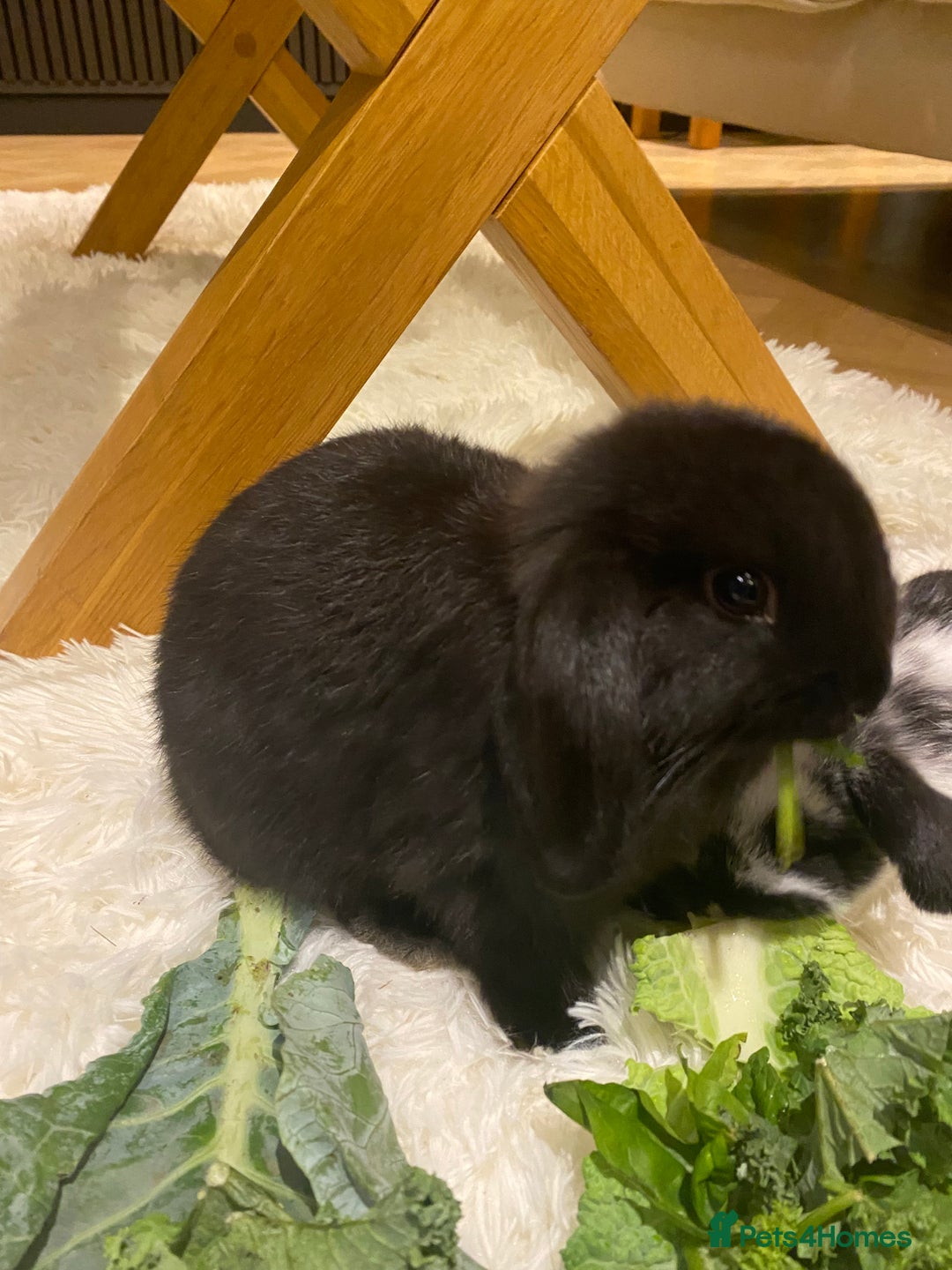 Mini Lop rabbits for sale: Two black mini lops - Image 9