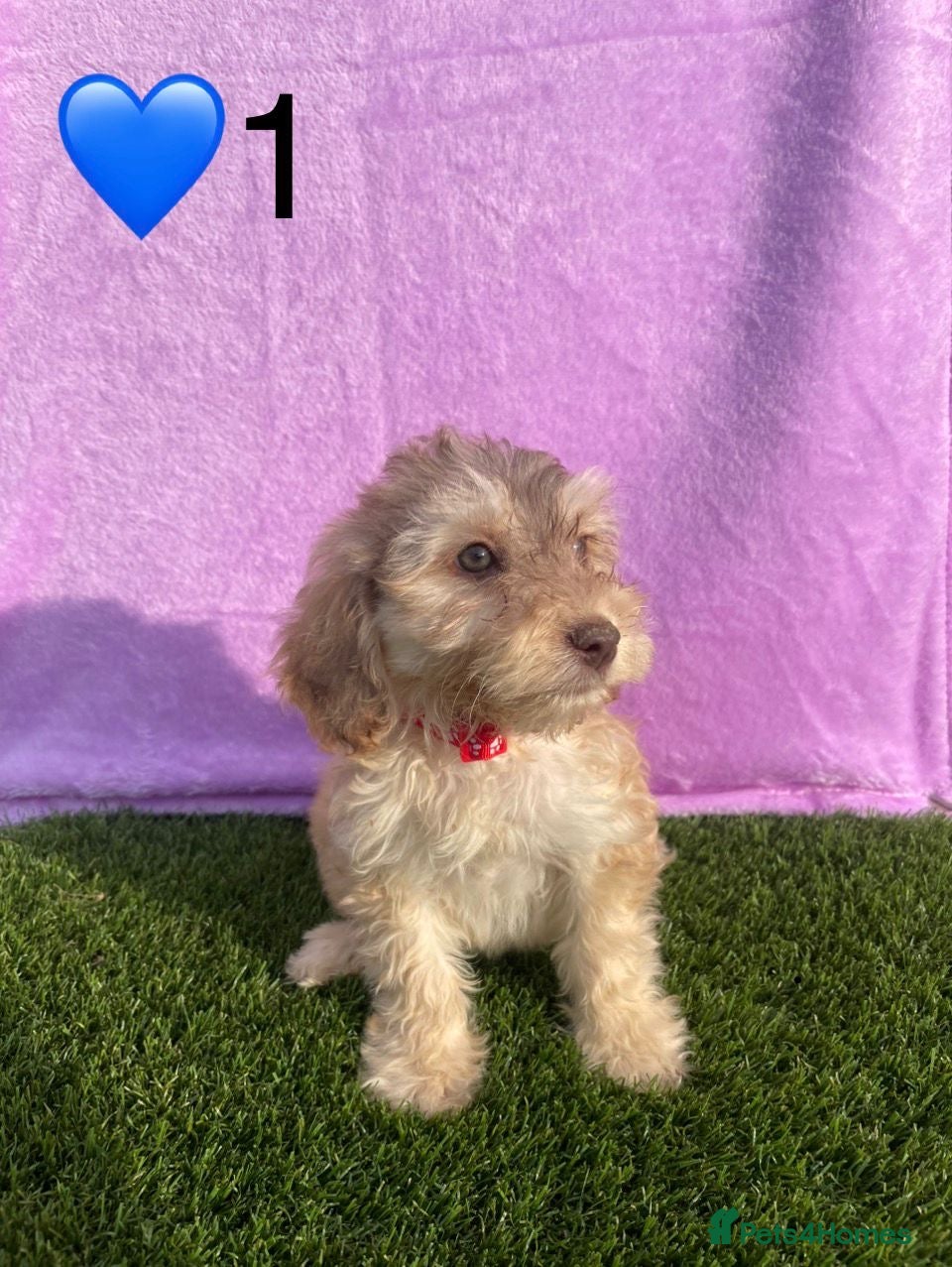 Cockapoo dogs for sale: ⭐️Beautiful Minature Cockapoos⭐️ - Advert 3