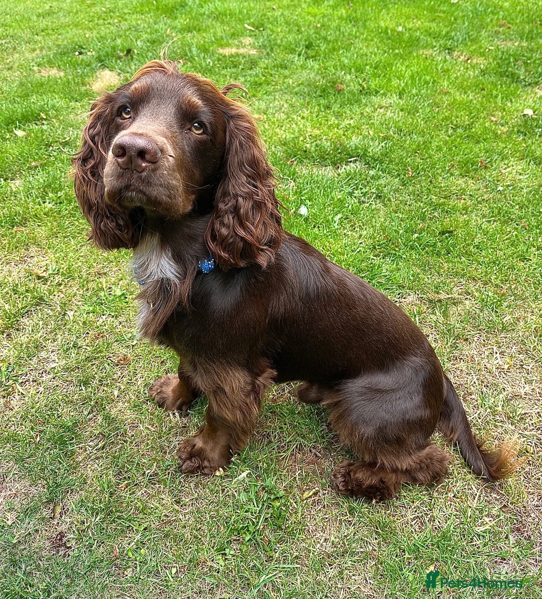 Cocker Spaniel dogs for stud: KC Cocker Spaniel Stud - Fully health tested  - Image 2