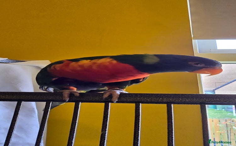 Lorikeets birds - Advert 1
