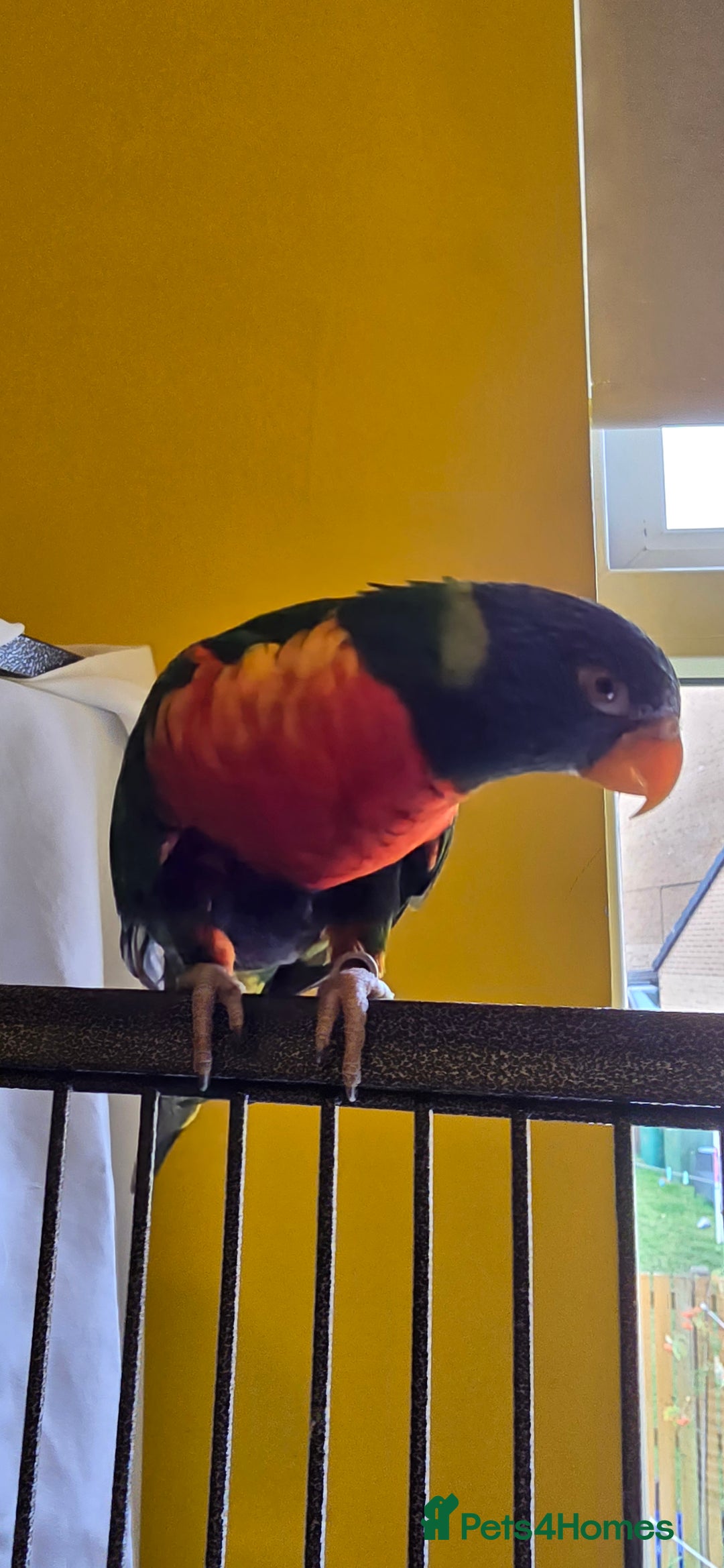 Lorikeets birds for sale: Rainbow Lorikeet  - Image 1
