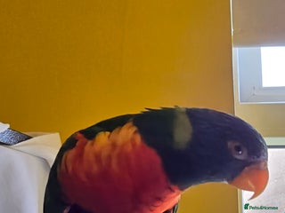 Lorikeets birds - Advert 2