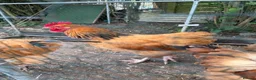 Chickens poultry for sale: 3 young buff ssusex roosters  in Bristol - Advert 1