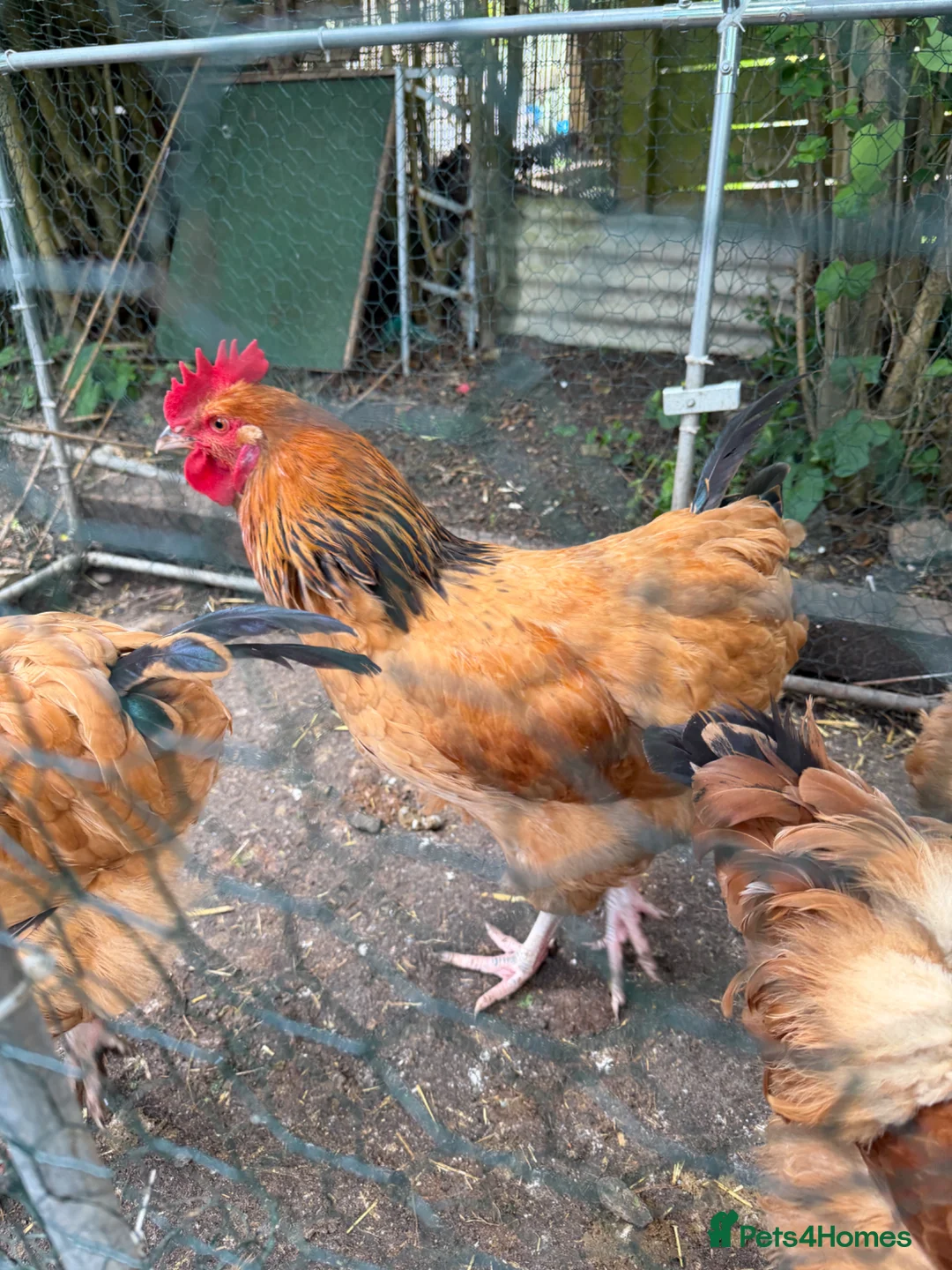 Chickens poultry for sale: 3 young buff ssusex roosters  in Bristol - Advert 1