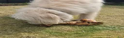 Italian Spinone dogs for sale: Spinone  in Skelmersdale - Advert 4