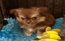 Chihuahua dogs for sale: Stunning KC registered long coat chihuahuas boys - Image 4