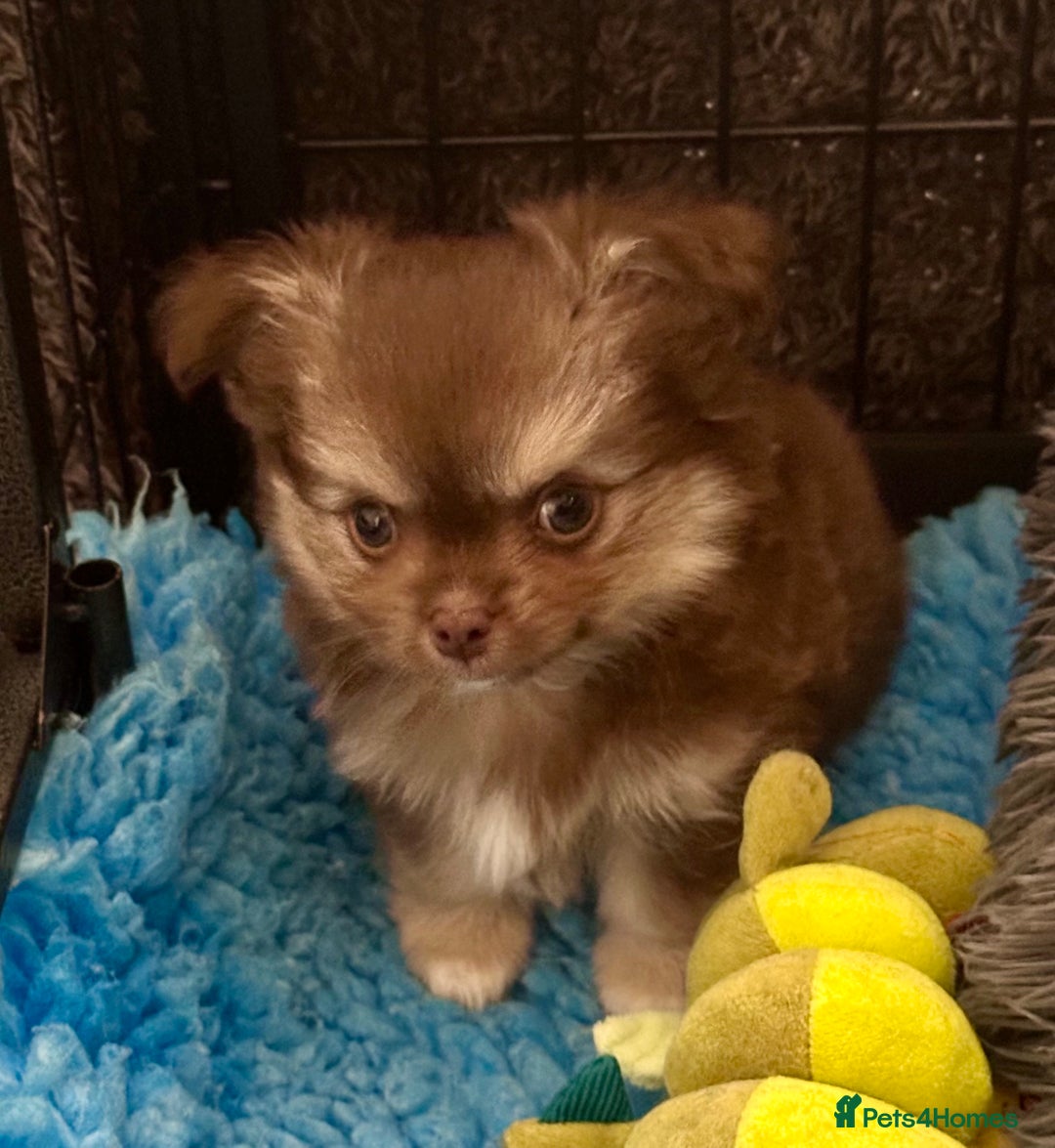 Chihuahua dogs for sale: Stunning KC registered long coat chihuahuas boys - Image 4