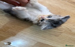 Mixed Breed cats for sale: Kittens for sale  - Image 2