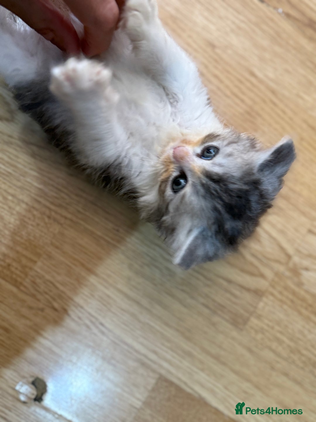 Mixed Breed cats for sale: Kittens for sale  - Image 2