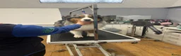 Mixed Breed dogs for sale: Working Border Collie x Australian Shepherd pups - Advert 4