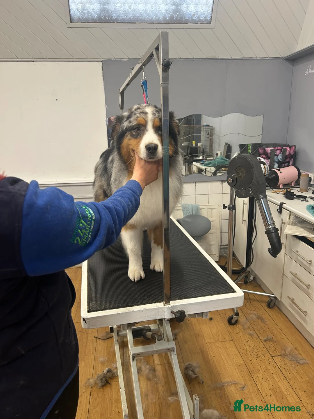Mixed Breed dogs for sale: Working Border Collie x Australian Shepherd pups - Advert 4