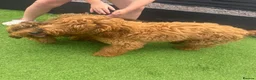 Cockapoo dogs for sale: extremely sad sale of beautiful fox red cockapoos - Advert 5