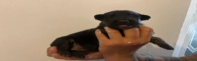German Shepherd 10
