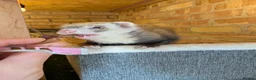 Ferret rodents for sale: Pair of Semi-Angora Ferrets Seek Experienced Home - Advert 7