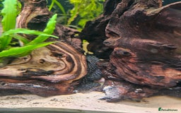 Plecos fish for sale: Sterlight placo 6 fish group 2 pairs breading  - Advert 2
