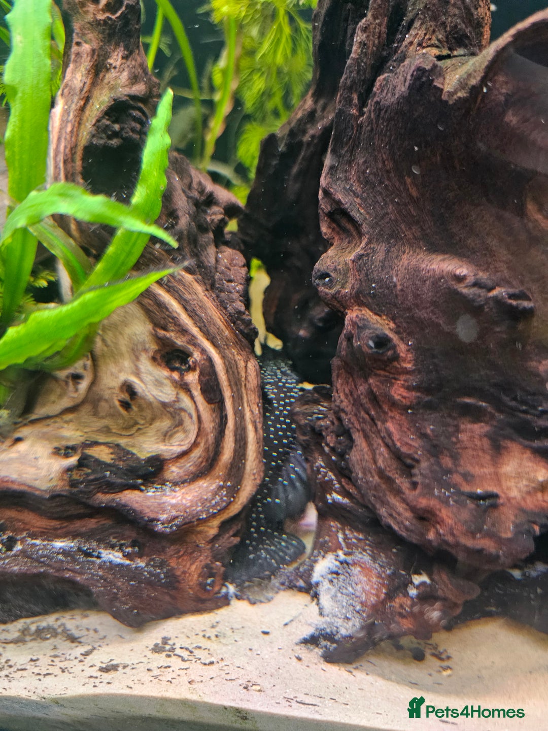 Plecos fish for sale: Sterlight placo 6 fish group 2 pairs breading  - Advert 2