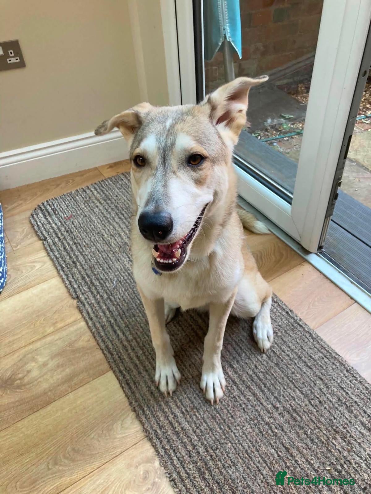 Mixed Breed dogs Kira 🩷 - Advert 18