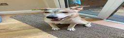 Mixed Breed dogs for adoption: Kira 🩷 in Welwyn - Advert 3