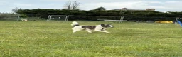 Mixed Breed dogs for adoption: Laura - Norwich Norfolk  in Norwich - Advert 17