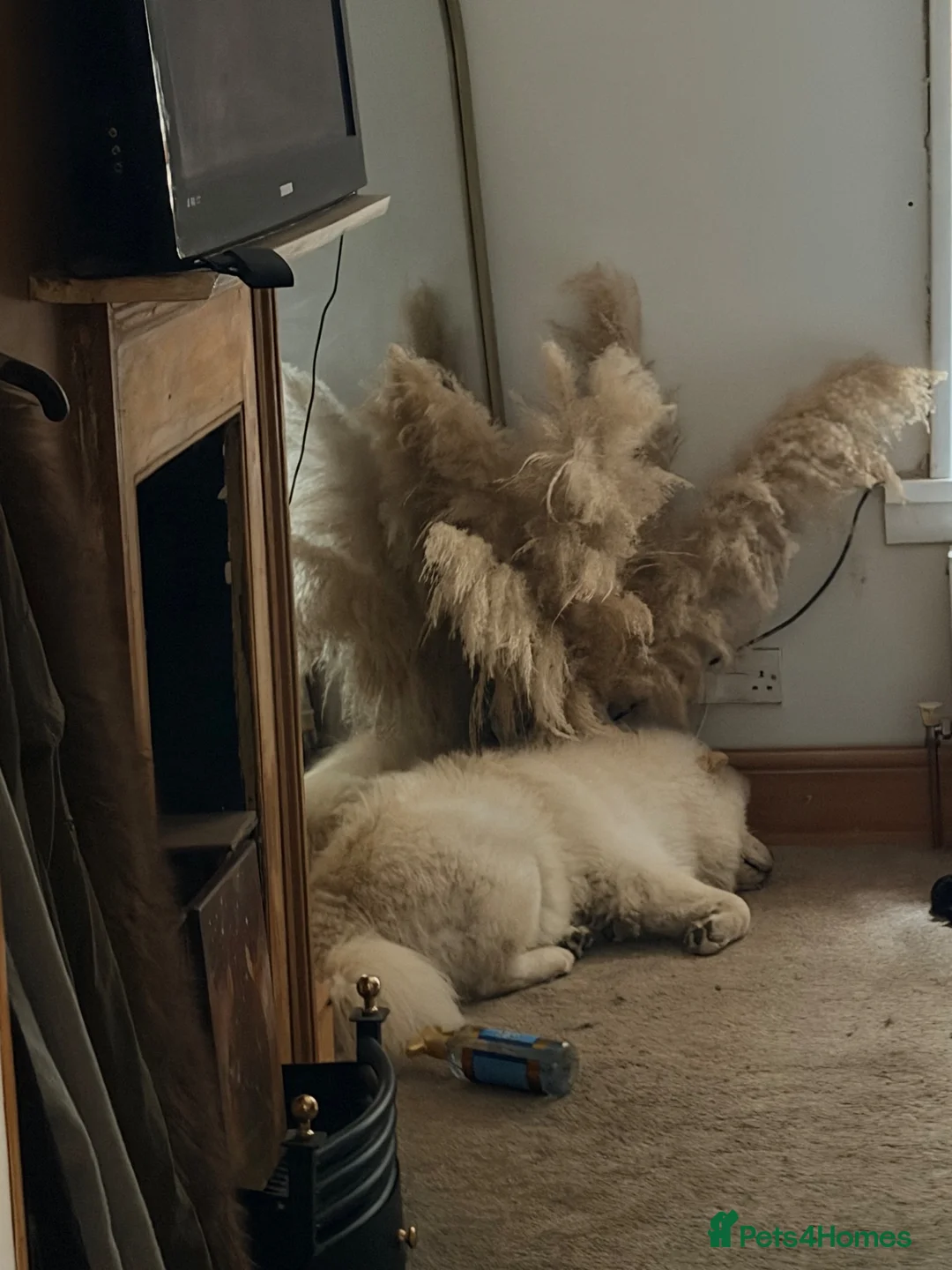 Chow Chow dogs for sale: white chow chow boy  in Birmingham - Advert 2