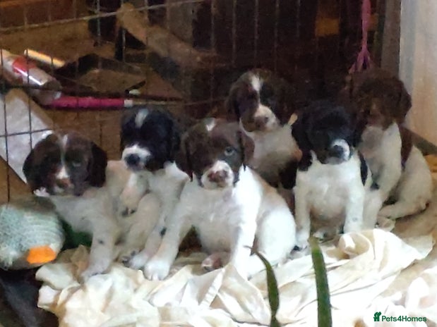 English Springer Spaniel dogs in Girvan - Advert 8