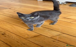 Domestic Shorthair cats for sale: 2 year old female cat - Image 6