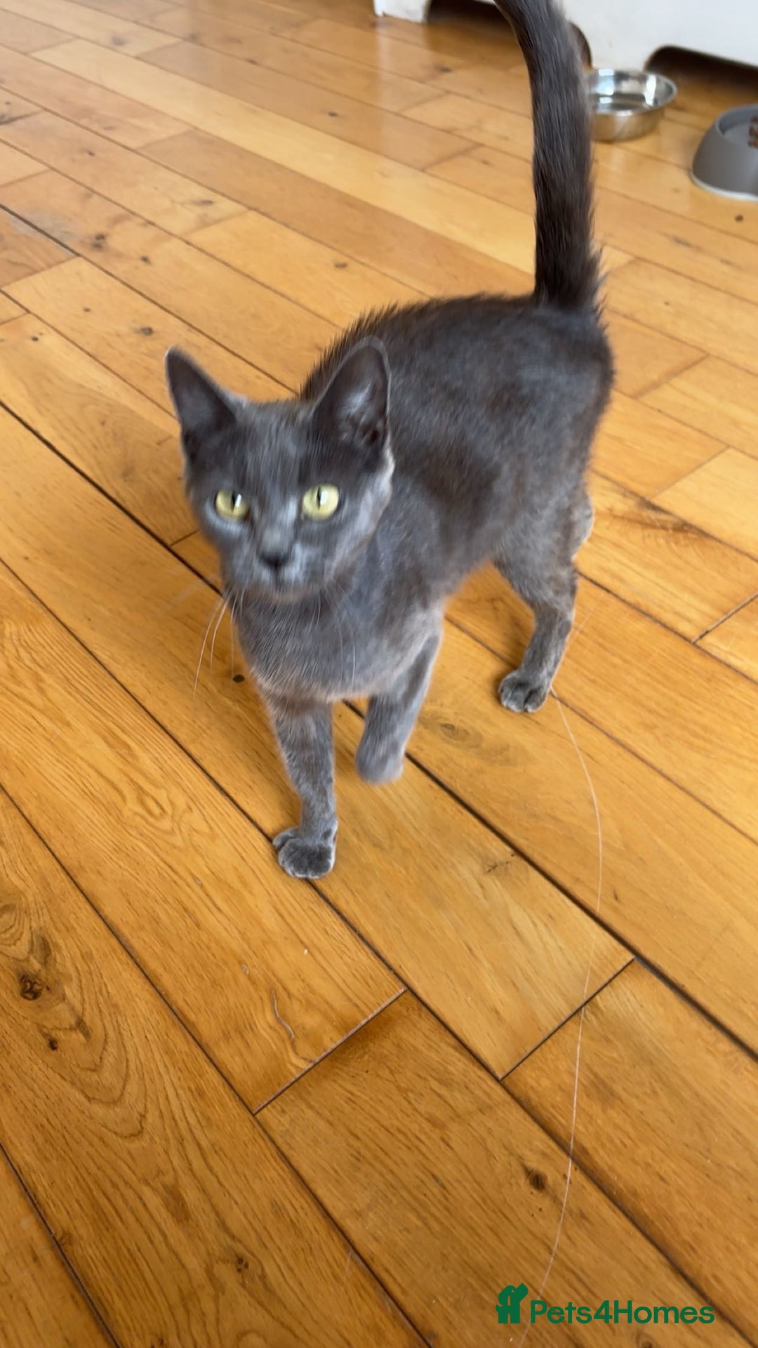 Domestic Shorthair cats for sale: 2 year old female cat - Image 6