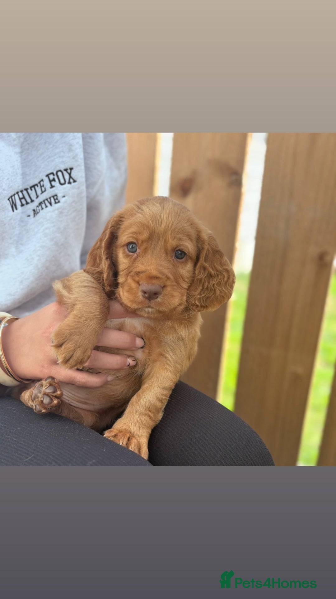 Cocker Spaniel dogs for sale: Working Cocker Spaniels  - Image 16