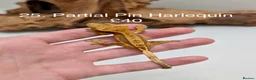 Gecko reptiles for sale: Stunning Mixed Morph Crested Gecko Babies! - Advert 22