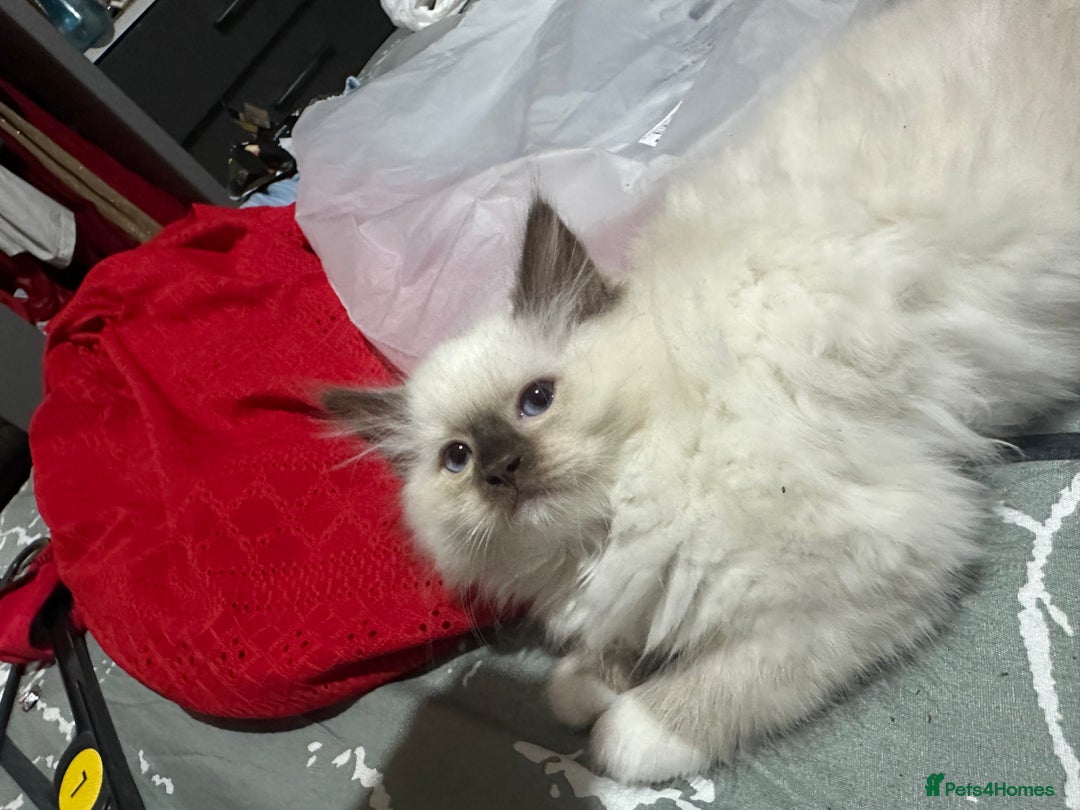 Ragdoll cats for sale: 1 beautiful blue eyed fluffy ragdoll left  - Image 16