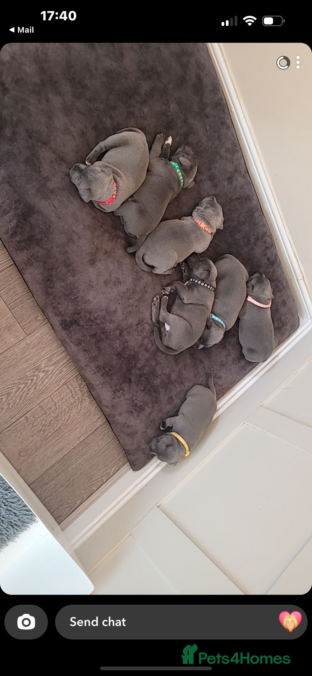 Staffordshire Bull Terrier dogs for sale: 🔥7 BLUE STAFFORDSHIRE BULL TERRIER PUPS REDUCED‼️ - Image 2