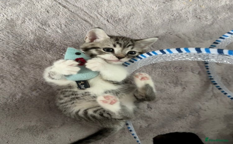 British Shorthair cats - Advert 15