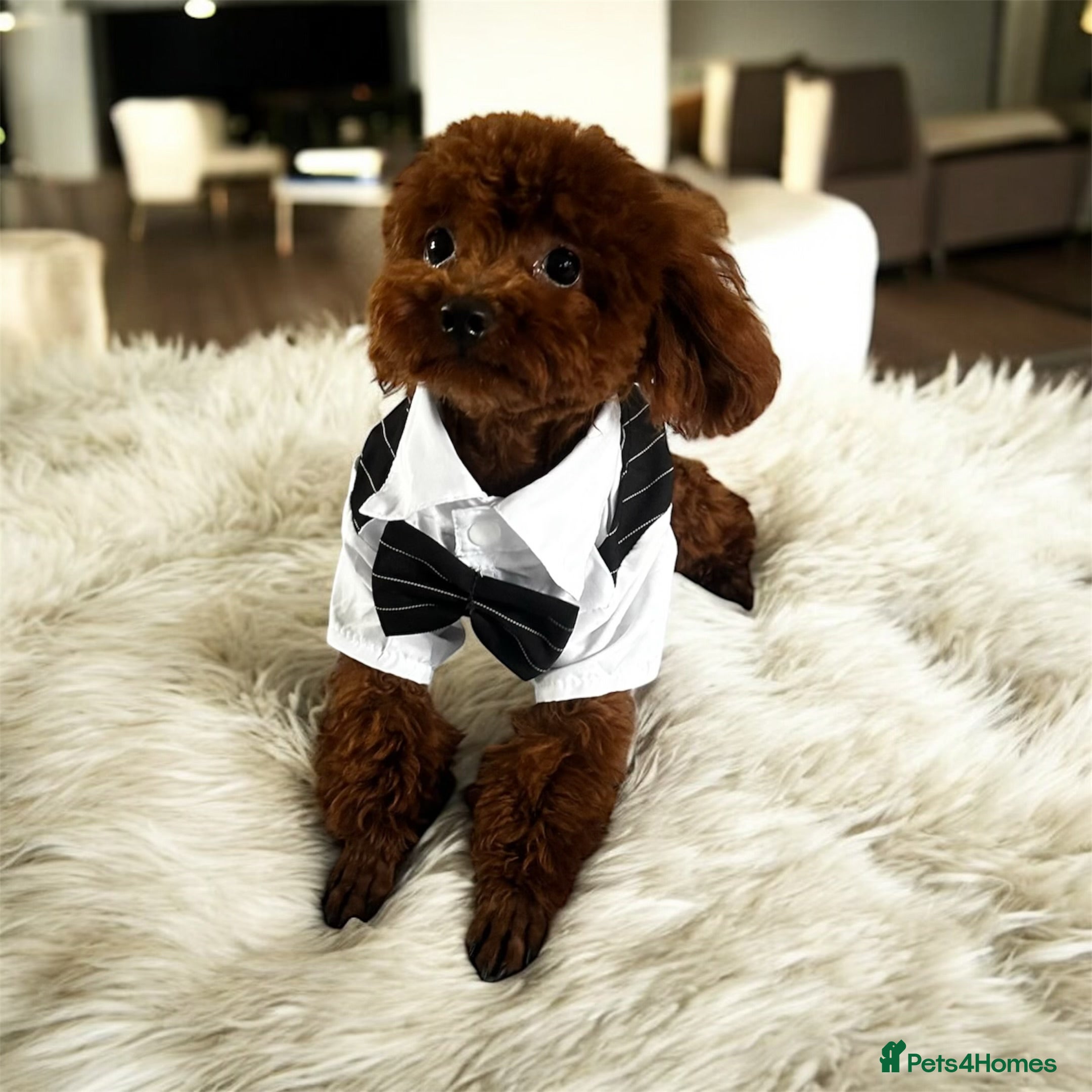 Toy Poodle dogs ✨Asian toy poodle for STUD✨ - Advert 5