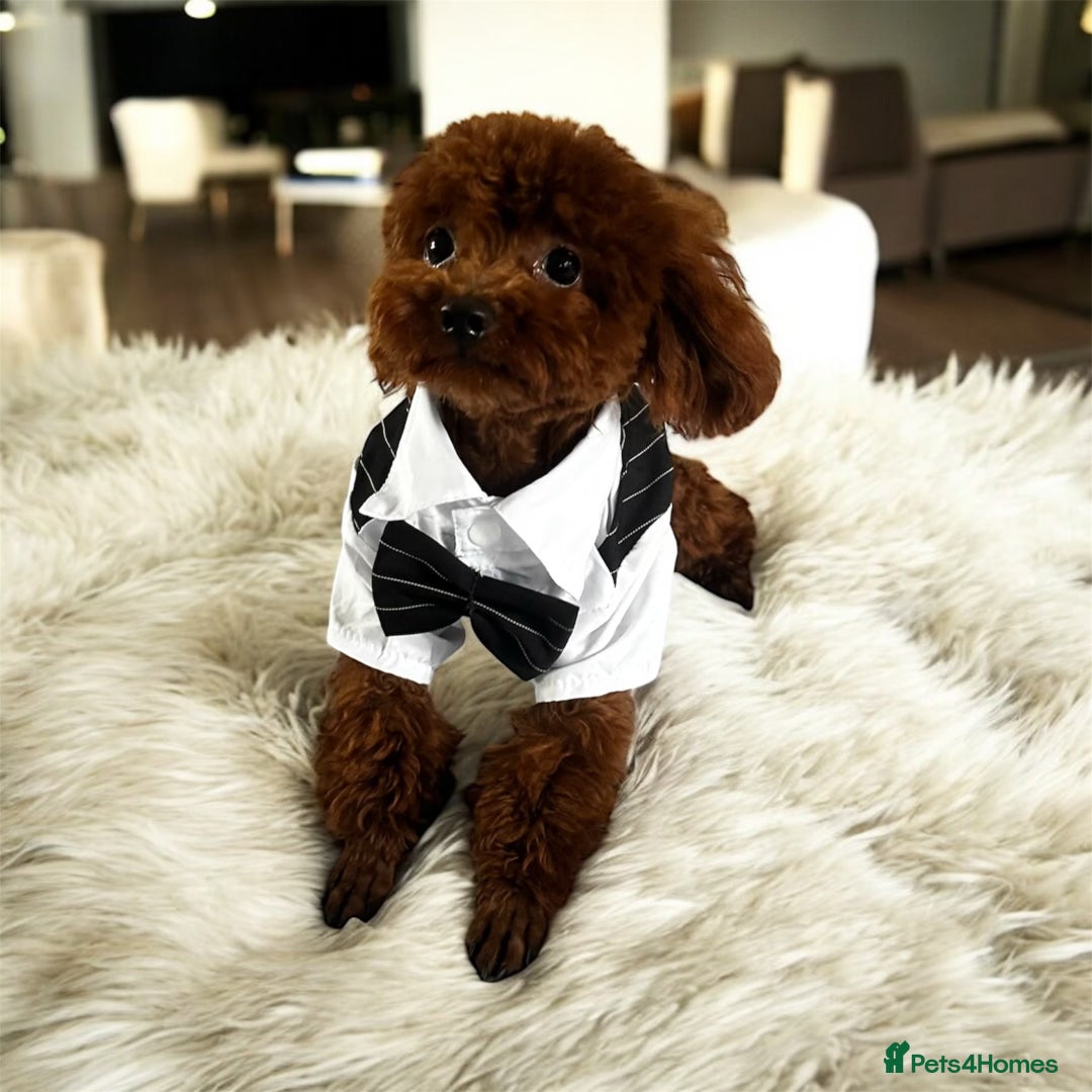 Toy Poodle dogs for stud: ✨Asian toy poodle for STUD✨ - Advert 1