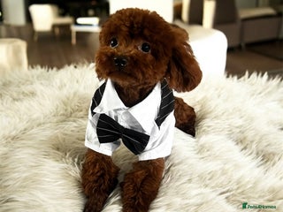 Toy Poodle dogs ✨Asian toy poodle for STUD✨ - Advert 1