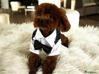Toy Poodle dogs β¨Asian toy poodle for STUDβ¨ - Advert 19