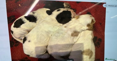 Cocker Spaniel dogs - Advert 1