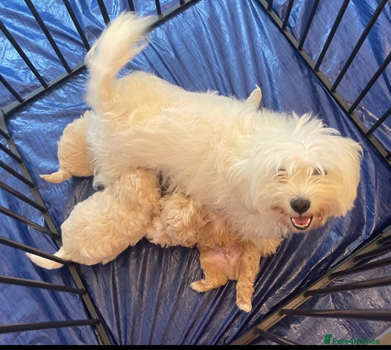 Maltipoo dogs Maltipoos - Advert 1
