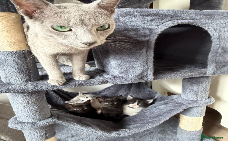 Russian Blue cats Russian Blue x BSH breed Kittens, Ready Today! - Advert 7