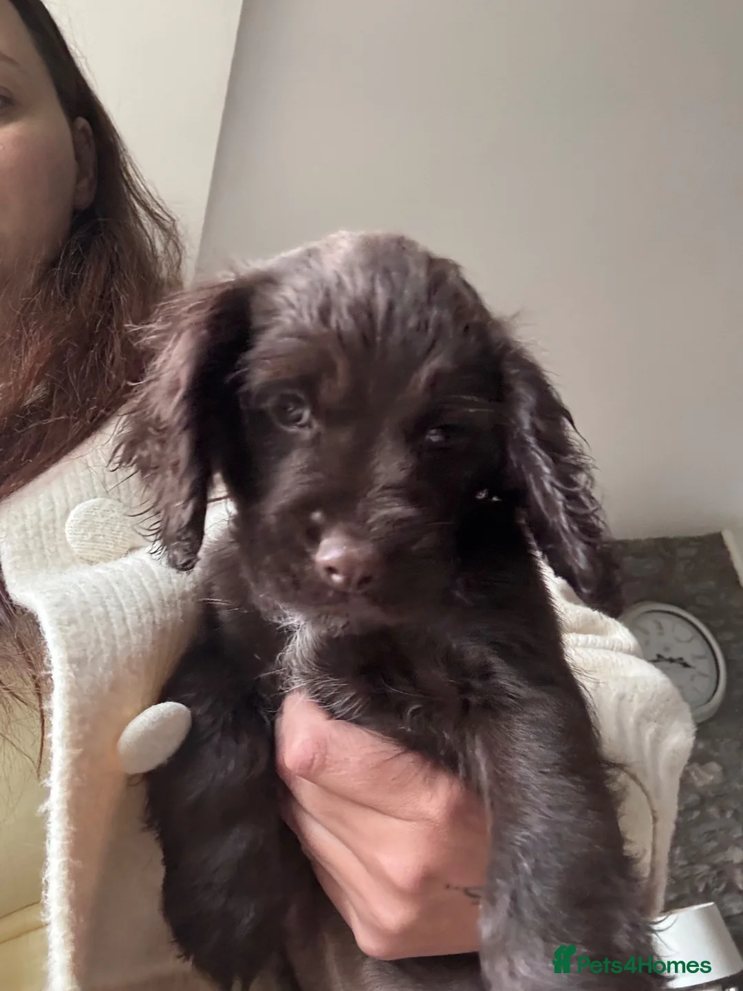 Mixed Breed dogs for sale: cocker spaniel - Advert 2