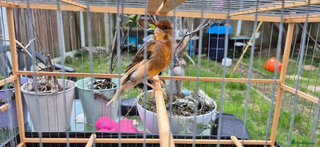 Canaries birds for sale: canaries with beautiful singing in Liverpool - Advert 1