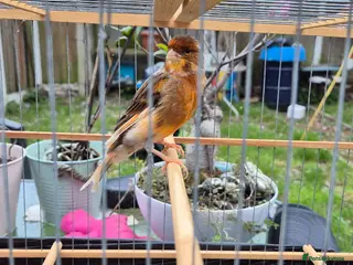 Canaries birds canaries with beautiful singing - Advert 3