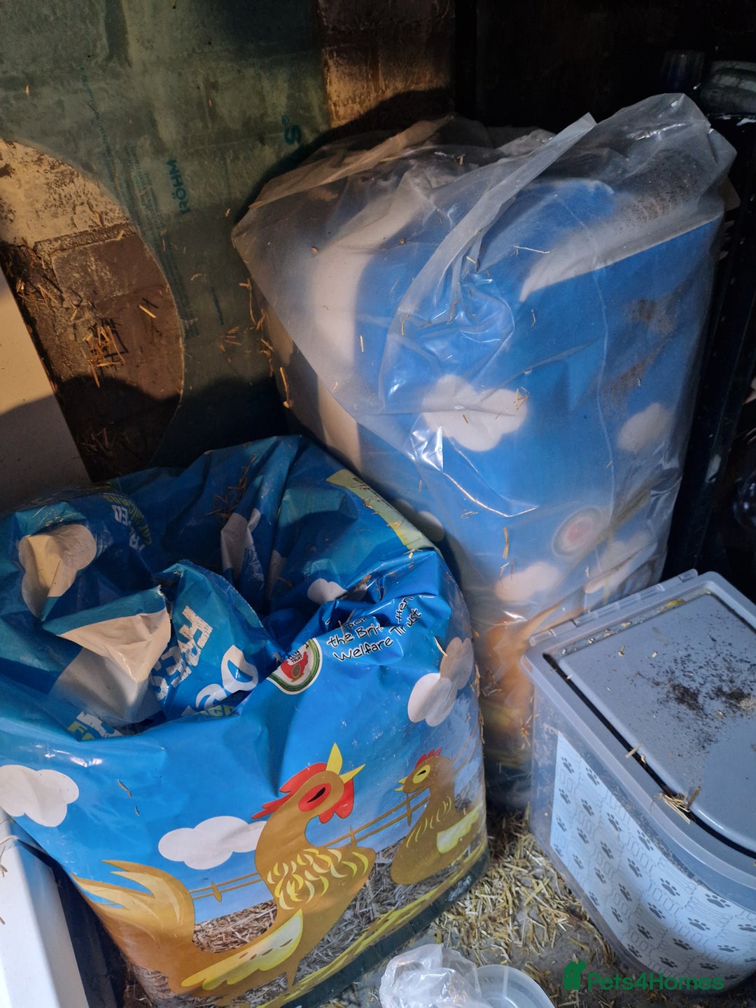 Quail poultry for sale: Ad Edited with more quail- Mealworm farm for quail - Advert 11