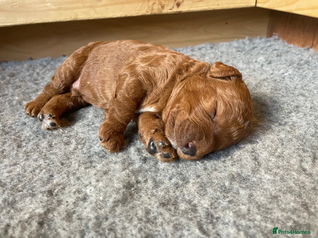 Labradoodle dogs for sale: Miniature Labradoodles  - Image 1