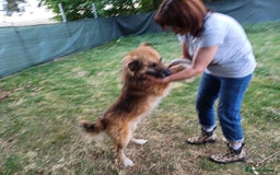 Mixed Breed dogs for adoption: BENNY - a loyal and gentle boy for a Loving Home - Image 23